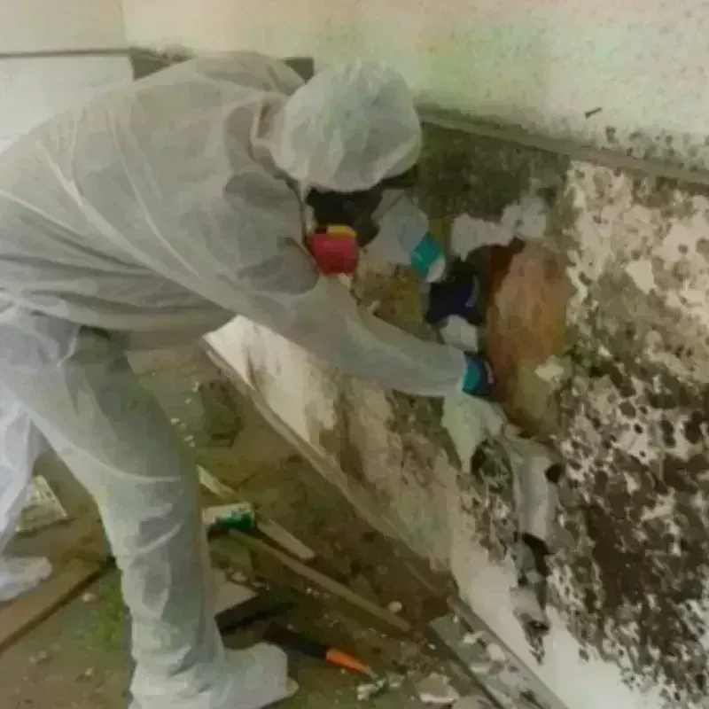 Best Mold Remediation and Removal Service in Baxter Springs, KS